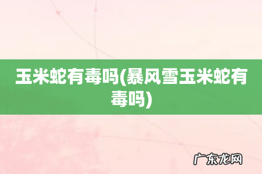 暴风雪玉米蛇有毒吗 玉米蛇有毒吗