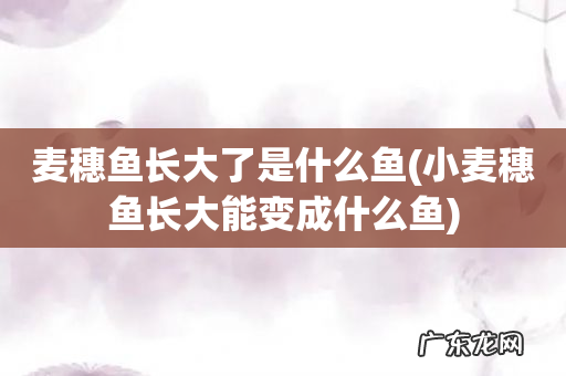 小麦穗鱼长大能变成什么鱼 麦穗鱼长大了是什么鱼