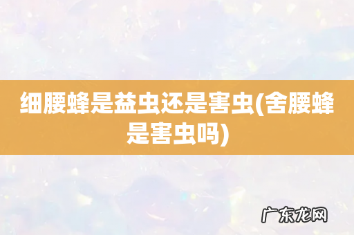 舍腰蜂是害虫吗 细腰蜂是益虫还是害虫