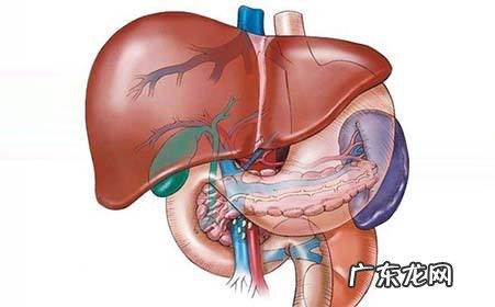 肝硬化的晚期临床表现 肝硬化晚期症状有哪些