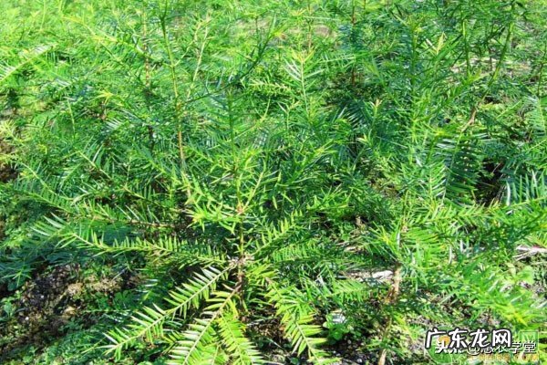 香榧多少钱一盒 香榧子的价格