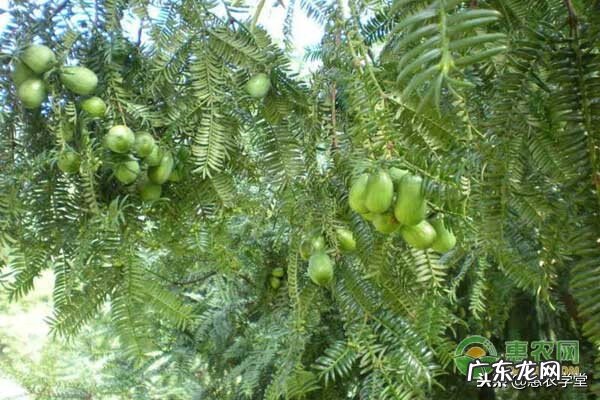 香榧多少钱一盒 香榧子的价格