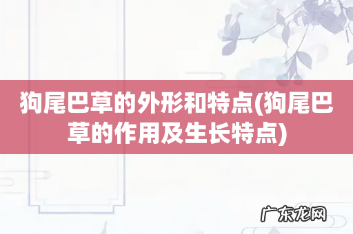 狗尾巴草的作用及生长特点 狗尾巴草的外形和特点
