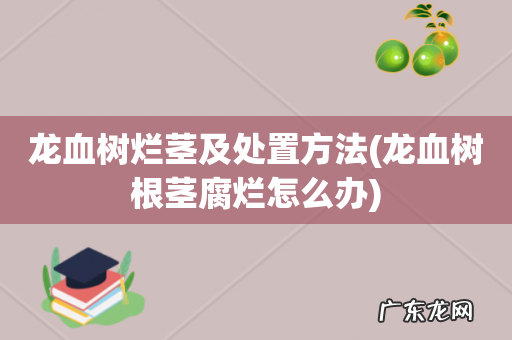 龙血树根茎腐烂怎么办 龙血树烂茎及处置方法