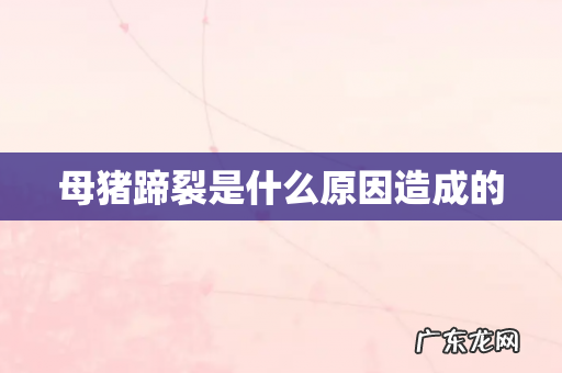 母猪蹄裂是什么原因造成的