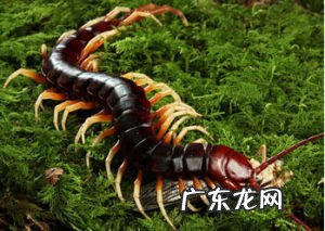 坟地挖出蜈蚣好吗 挖坟挖出蜈蚣好吗