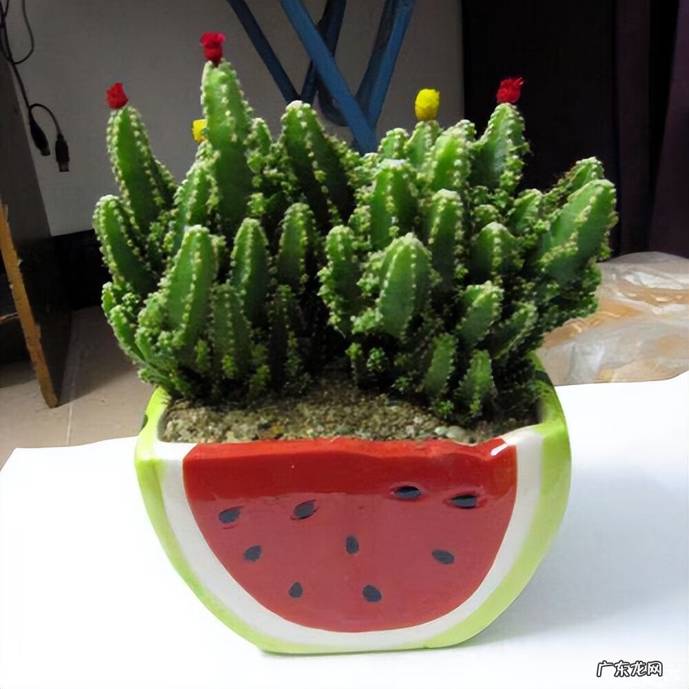 家中有假花有什么讲究 家里摆的假花图片大全