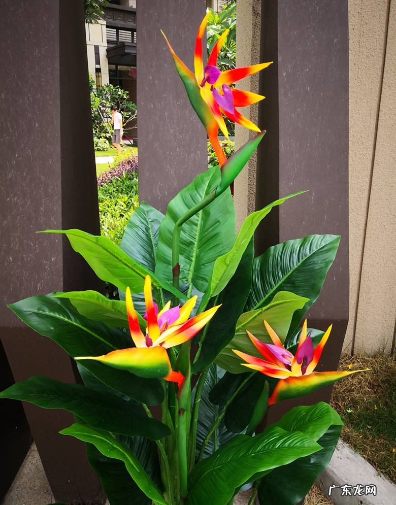 家中有假花有什么讲究 家里摆的假花图片大全