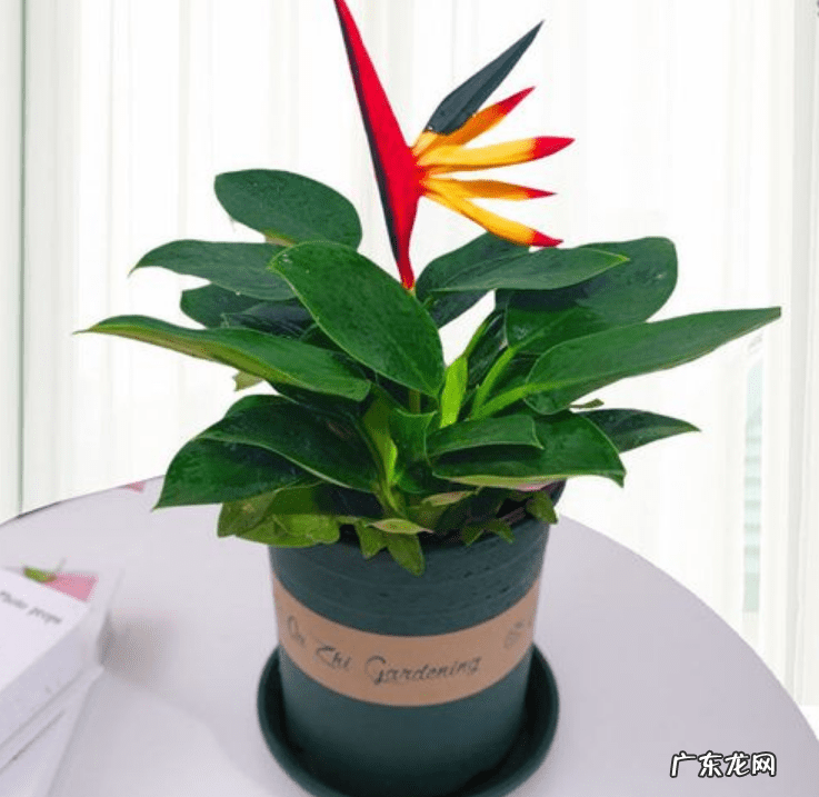 家中有假花有什么讲究 家里摆的假花图片大全