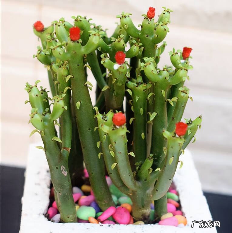 家中有假花有什么讲究 家里摆的假花图片大全