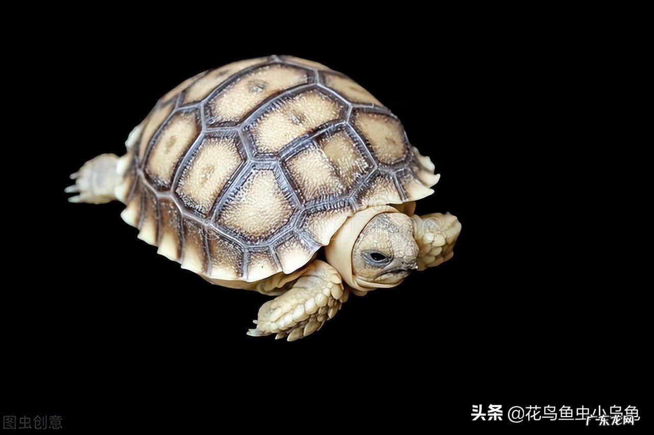 猪鼻龟算不算一条鱼 乌龟算不算风水鱼数量