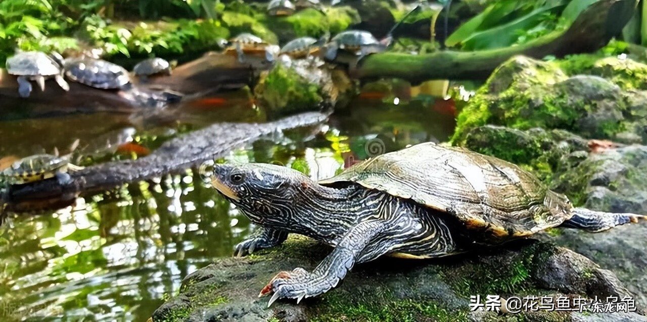 猪鼻龟算不算一条鱼 乌龟算不算风水鱼数量