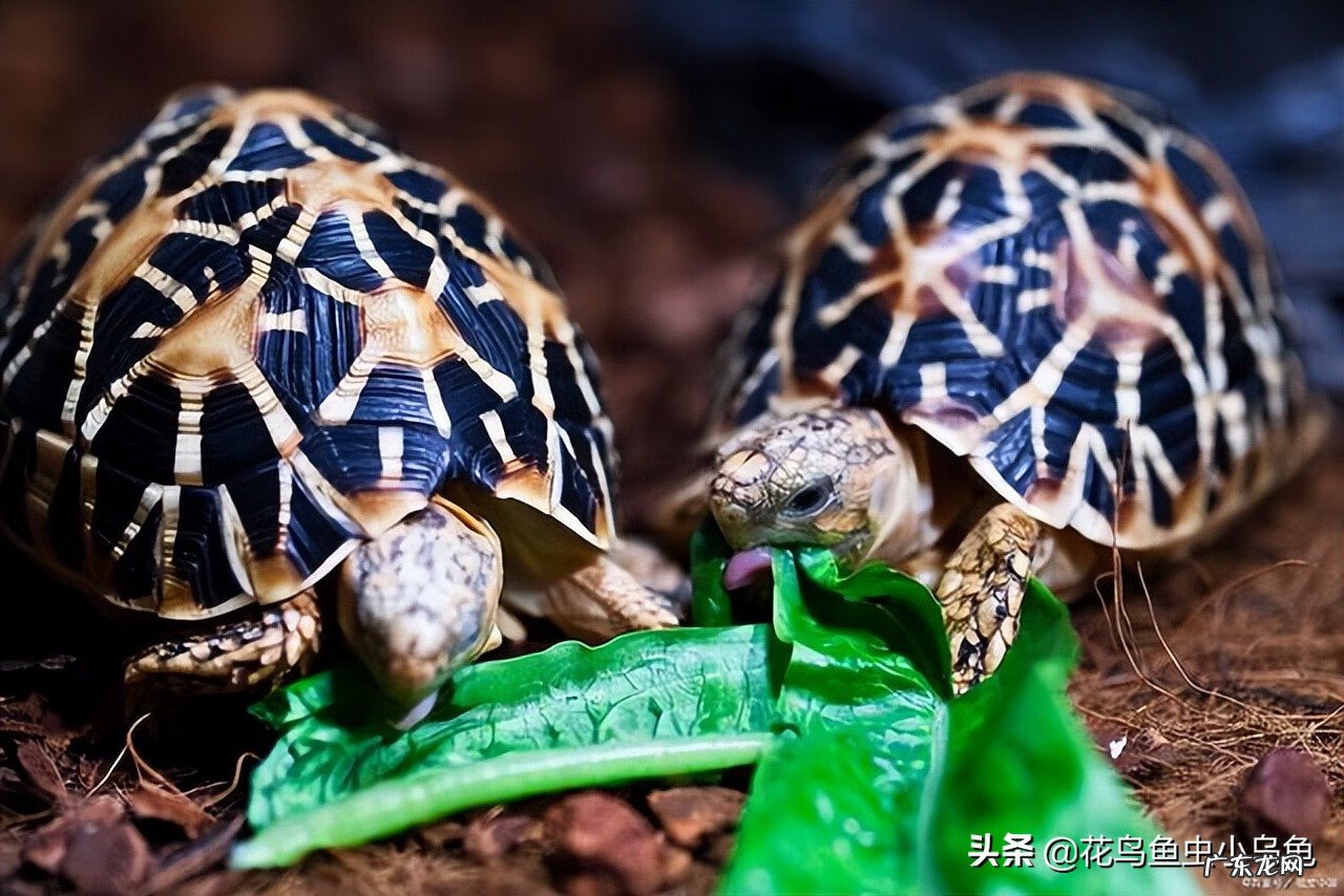猪鼻龟算不算一条鱼 乌龟算不算风水鱼数量