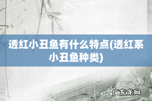 透红系小丑鱼种类 透红小丑鱼有什么特点
