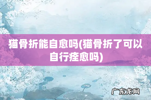 猫骨折了可以自行痊愈吗 猫骨折能自愈吗