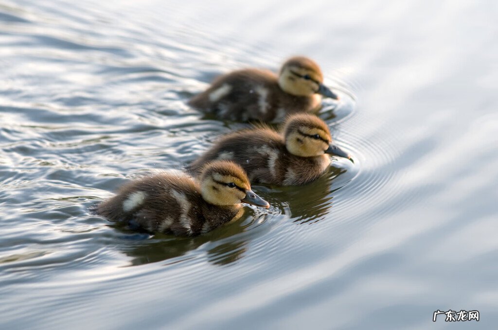 描写春天的作文一年级 描写春天的作文开头