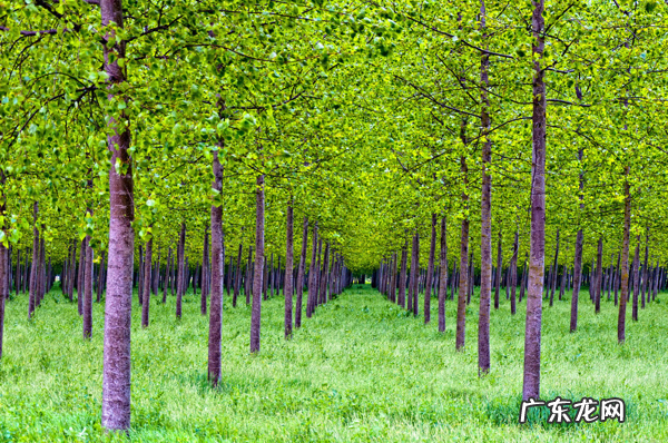 描写春天的作文一年级 描写春天的作文开头