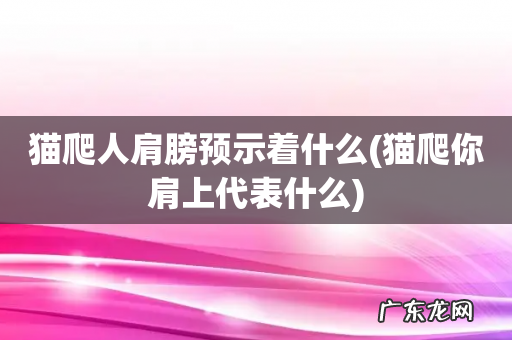 猫爬你肩上代表什么 猫爬人肩膀预示着什么