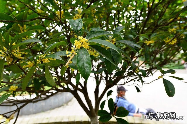 房子后面有一棵大树好不好 房屋右边有大树的风水好吗?