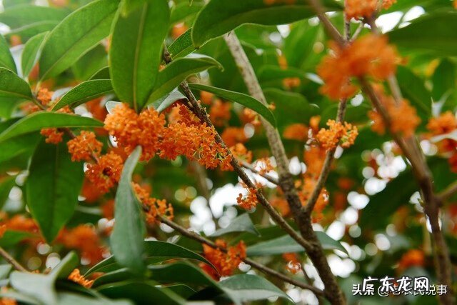 房子后面有一棵大树好不好 房屋右边有大树的风水好吗?