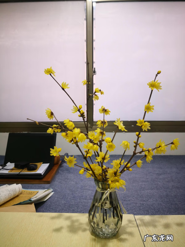 写一篇关于腊梅花的作文 关于腊梅花的作文题