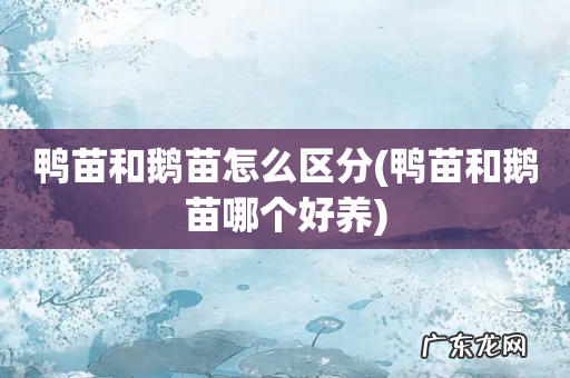 鸭苗和鹅苗哪个好养 鸭苗和鹅苗怎么区分