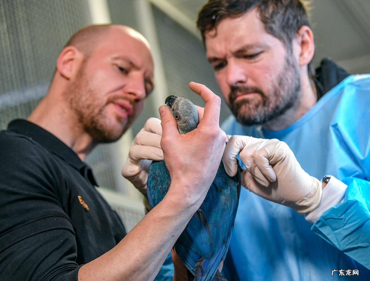 愤怒的小鸟里约大冒险完结版