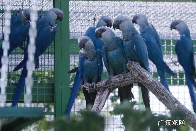 愤怒的小鸟里约大冒险完结版