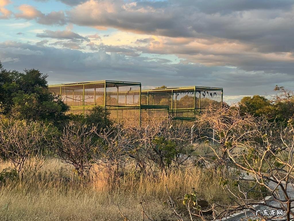 愤怒的小鸟里约大冒险完结版