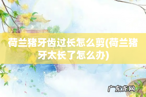 荷兰猪牙太长了怎么办 荷兰猪牙齿过长怎么剪