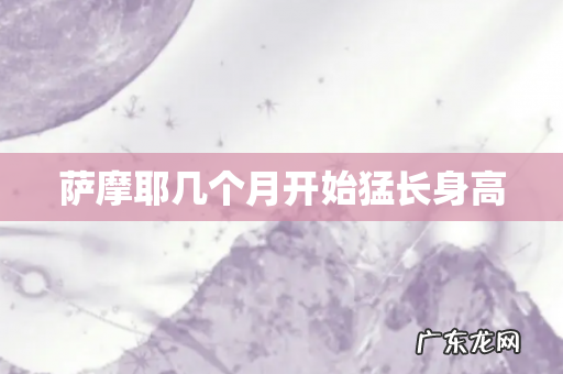 萨摩耶几个月开始猛长身高