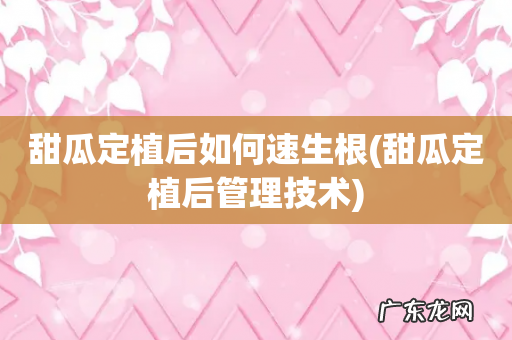 甜瓜定植后管理技术 甜瓜定植后如何速生根