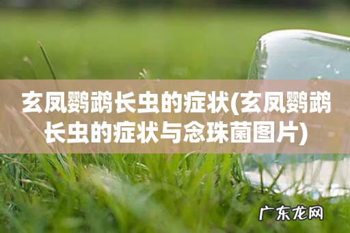 玄凤鹦鹉长虫的症状与念珠菌图片 玄凤鹦鹉长虫的症状