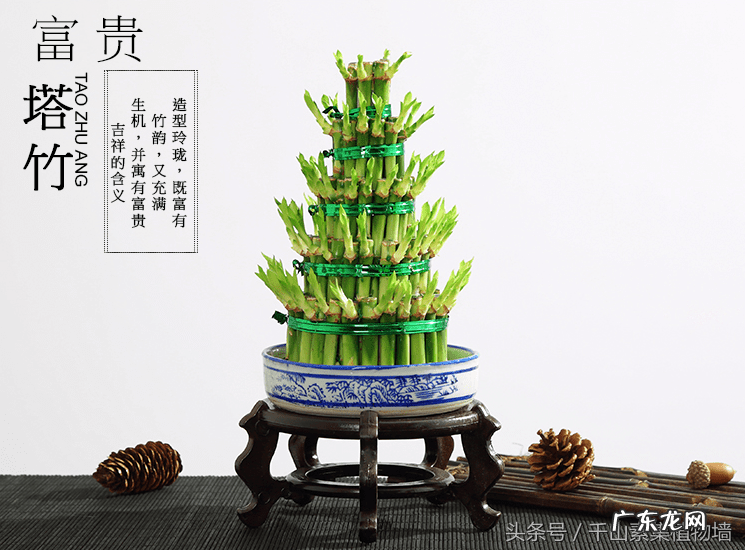 富贵竹的风水 富贵竹的风水作用