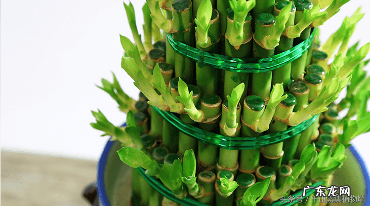 富贵竹的风水 富贵竹的风水作用