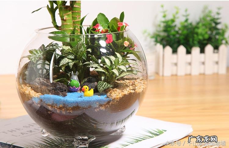 富贵竹的风水 富贵竹的风水作用