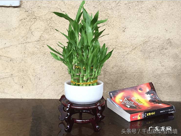 富贵竹的风水 富贵竹的风水作用