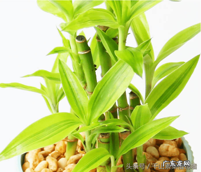 富贵竹的风水 富贵竹的风水作用