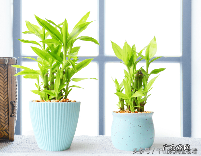 富贵竹的风水 富贵竹的风水作用