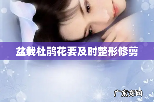 盆栽杜鹃花要及时整形修剪