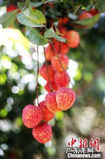 绿水晶球的风水作用 绿色的水晶球