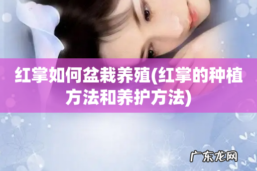 红掌的种植方法和养护方法 红掌如何盆栽养殖