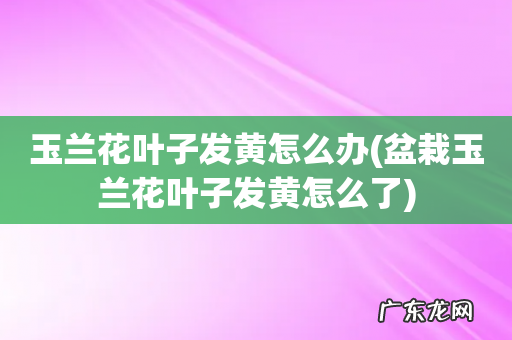 盆栽玉兰花叶子发黄怎么了 玉兰花叶子发黄怎么办