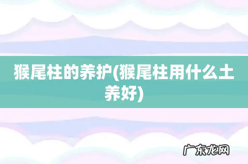 猴尾柱用什么土养好 猴尾柱的养护