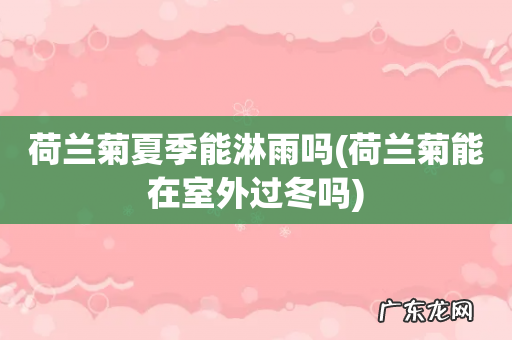 荷兰菊能在室外过冬吗 荷兰菊夏季能淋雨吗