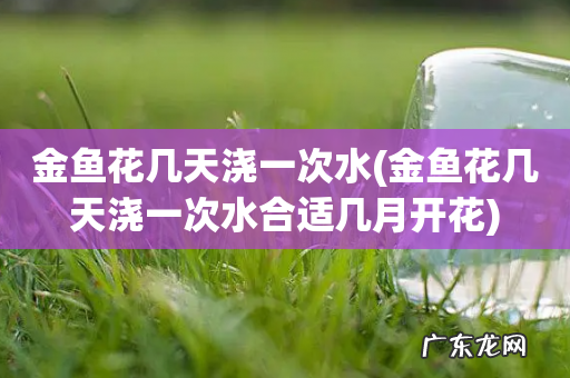 金鱼花几天浇一次水合适几月开花 金鱼花几天浇一次水
