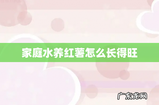 家庭水养红薯怎么长得旺