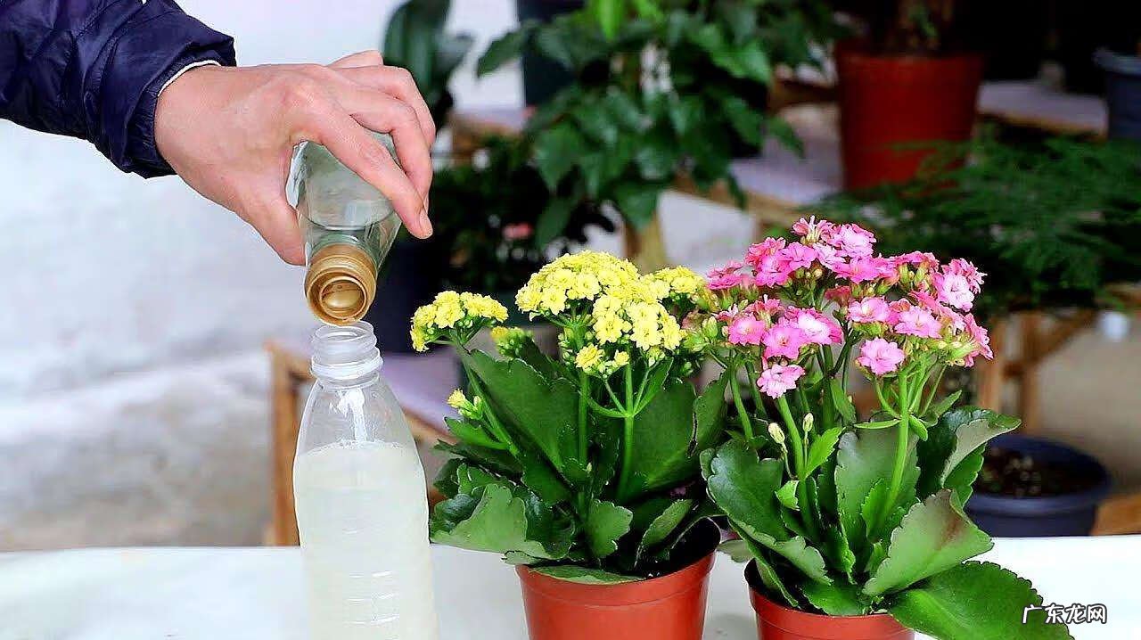 磷酸钙的作用与功效 磷酸三钙是什么