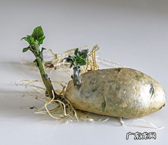 土豆发芽了还能吃吗图片 土豆发芽还能吃吗???
