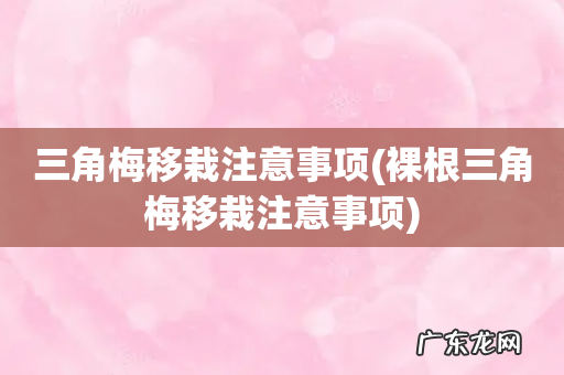 裸根三角梅移栽注意事项 三角梅移栽注意事项